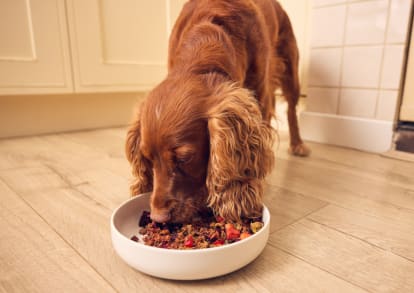 Are all grain free dog foods bad online